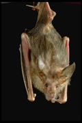 Allstate Animal Control, hanging bat
